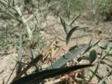 Bolivaria brachyptera