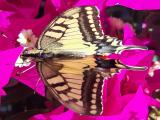 Papilio machaon