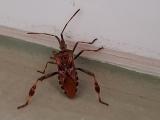 Leptoglossus occidentalis