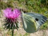 Pieris brassicae
