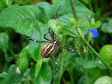 Argiope bruennichi