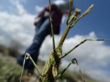 Empusa pennicornis