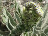 Cucullia verbasci