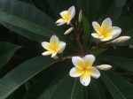 Plumeria obtusa