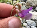 Lathyrus nivalis