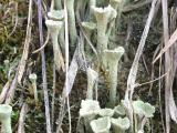 Cladonia fimbriata