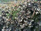 Peltigera malacea