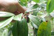 Prunus laurocerasus