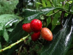 Prunus laurocerasus