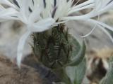 Centaurea cheiranthifolia