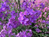 Hesperis matronalis