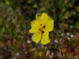 Tuberaria plantaginea