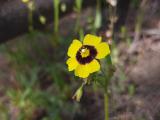 Tuberaria plantaginea