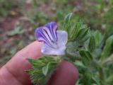 Echium parviflorum