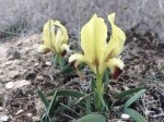 Iris pumila