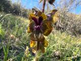 Verbascum bugulifolium