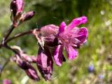 Silene viscaria