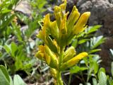 Glycyrrhiza flavescens