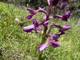 Orchis morio