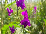 Delphinium ajacis