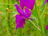 Delphinium ajacis