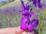 Delphinium ajacis
