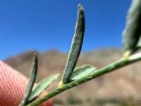 Astragalus stevenianus