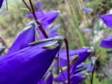Campanula collina