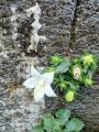 Campanula troegerae