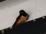 Hirundo rustica