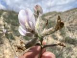 Astragalus nitidissimus