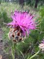 Centaurea regia subsp. cynarocephala
