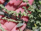 Atriplex hortensis