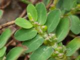 Euphorbia prostrata