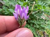 Astragalus latistipulatus