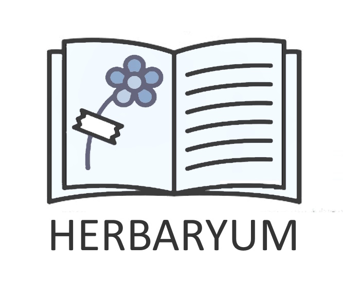 Helichrysum arenarium subsp. aucheri