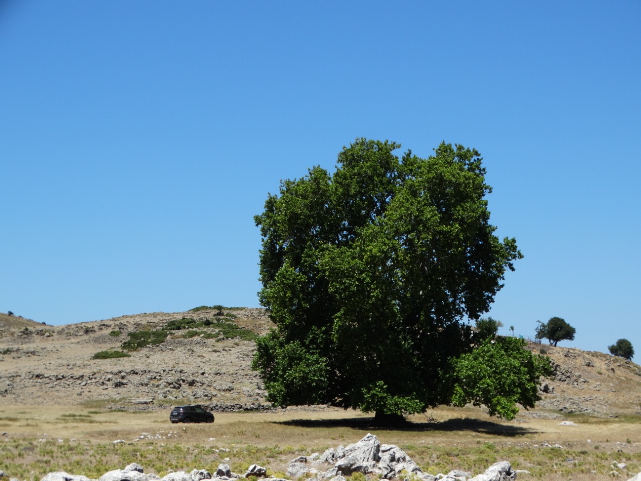 Platanus orientalis