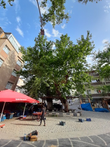 Platanus orientalis