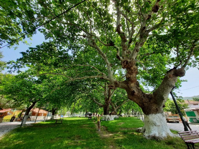 Platanus orientalis