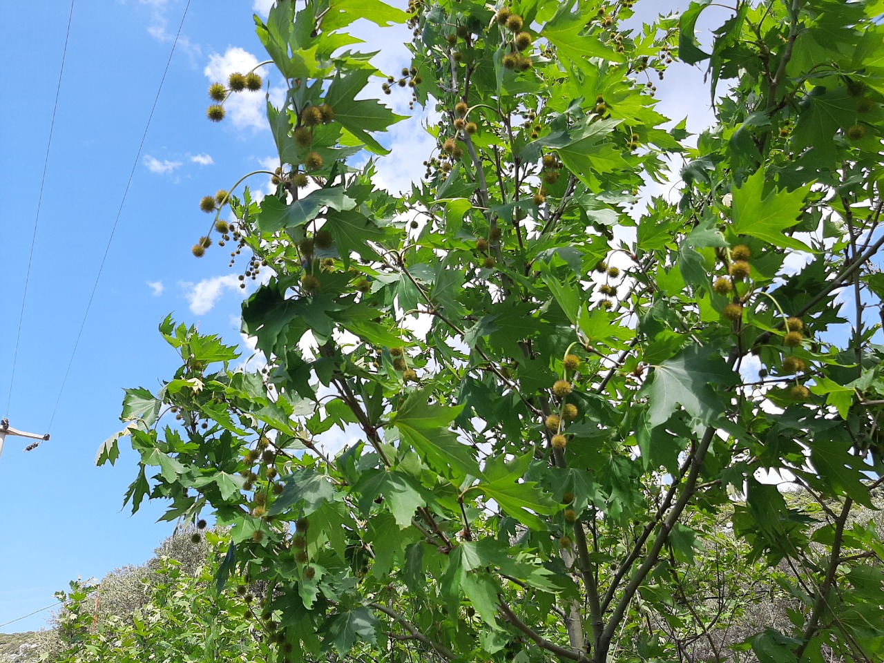 Platanus orientalis