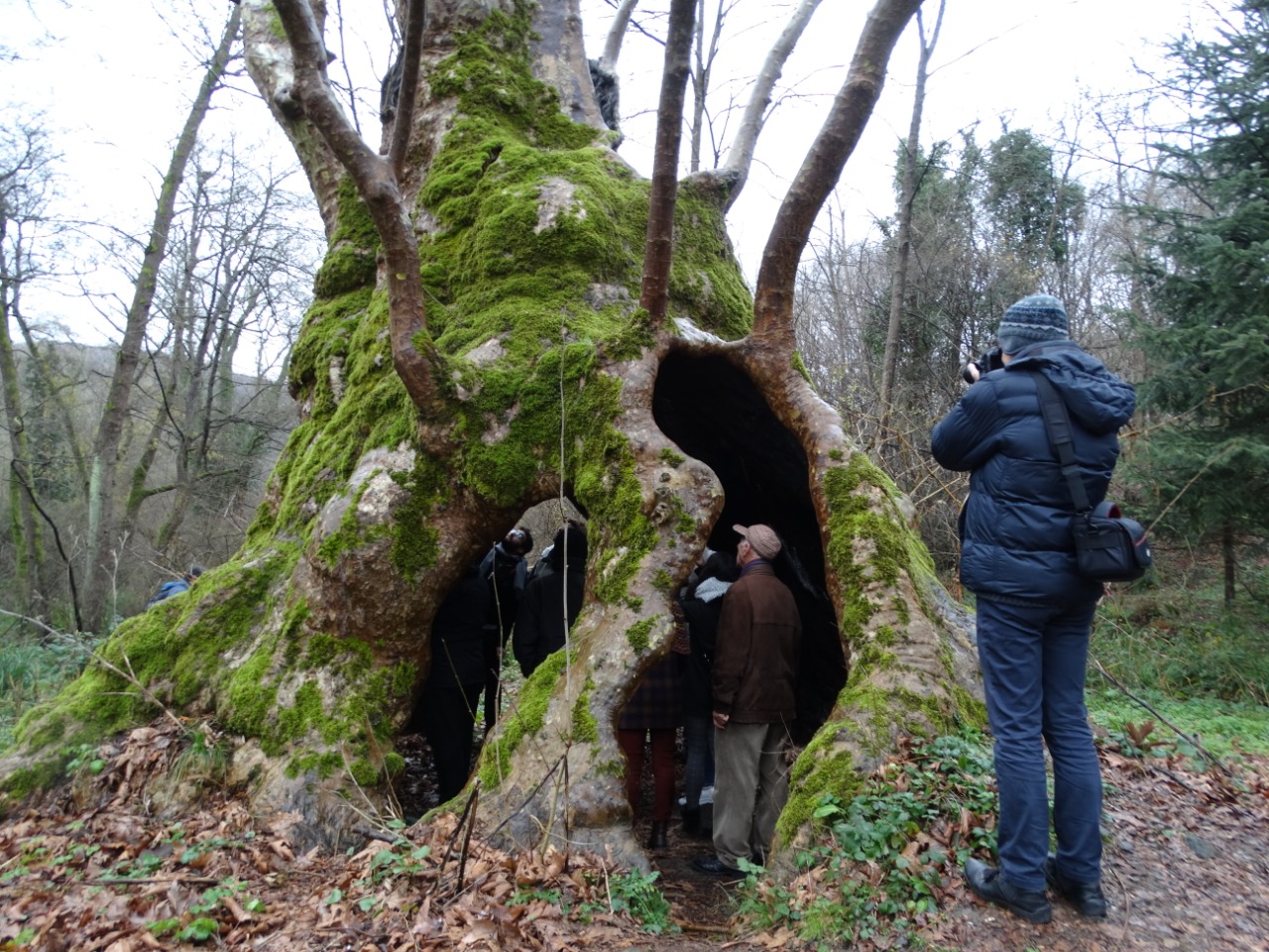 Platanus orientalis