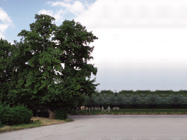 Platanus orientalis