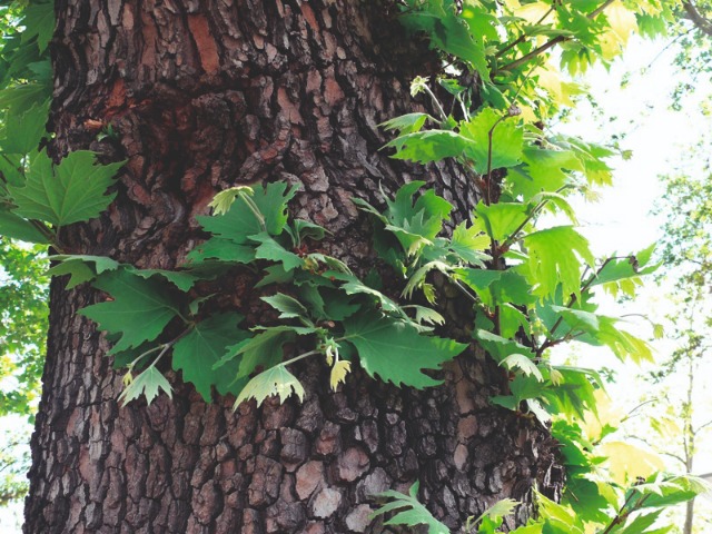 Platanus orientalis