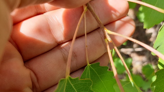 Populus tremula