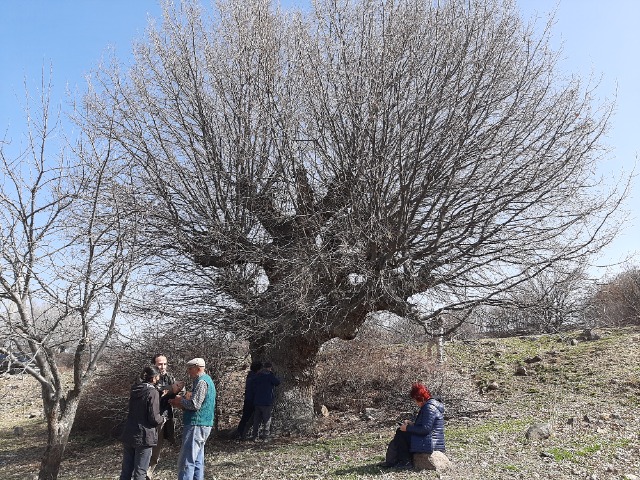 Quercus robur