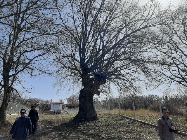 Quercus robur