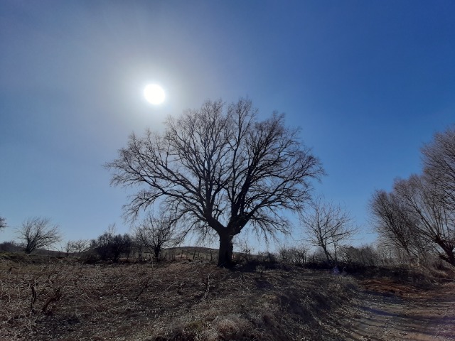 Quercus robur