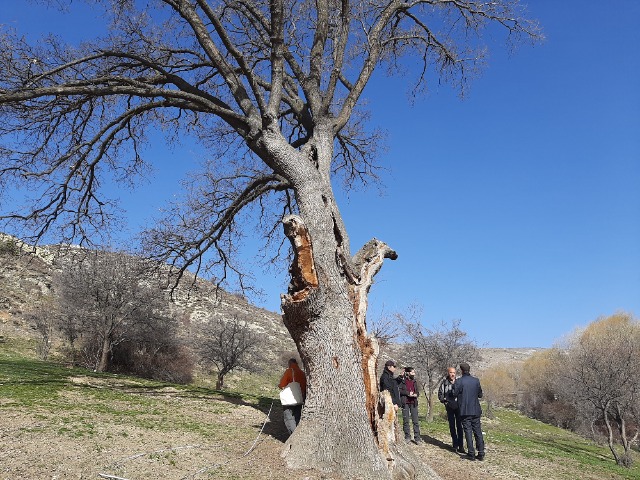 Quercus robur