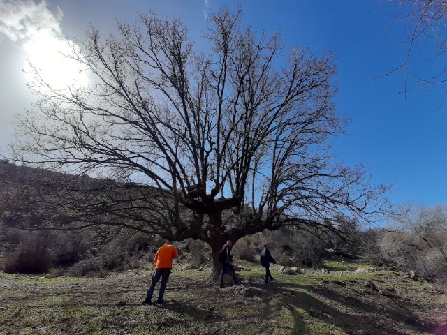 Quercus robur