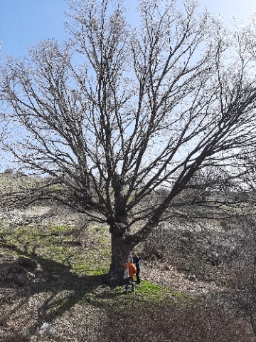 Quercus robur